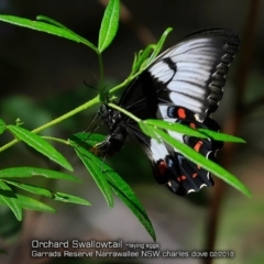 Papilio aegeus (Orchard Swallowtail, Large Citrus Butterfly) at Undefined - 11 Feb 2018 by Charles Dove