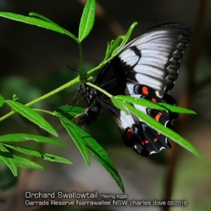 Papilio aegeus at undefined - 12 Feb 2018 12:00 AM