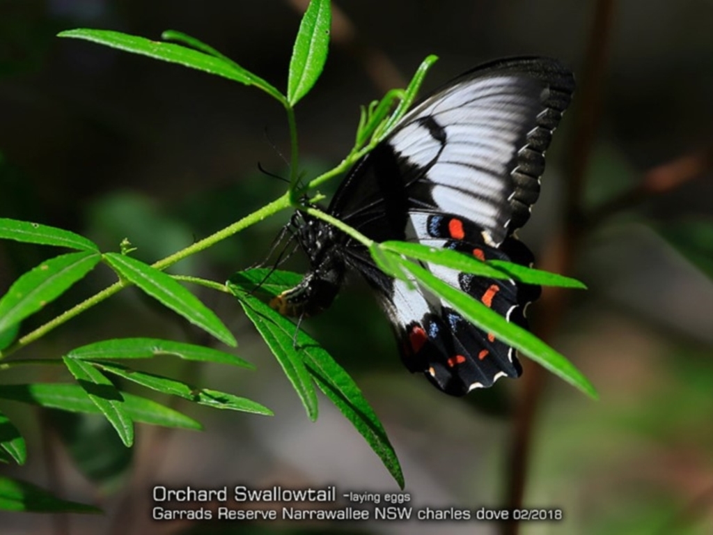 Papilio aegeus at undefined - 12 Feb 2018