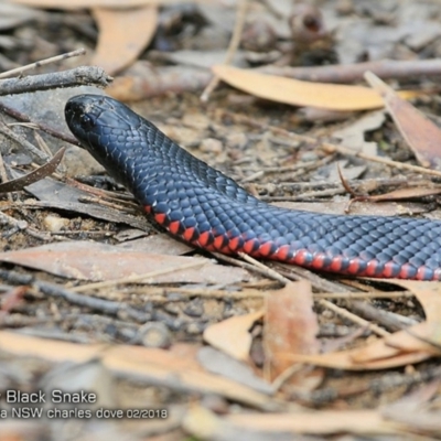 Pseudechis porphyriacus (Red-bellied Black Snake) at Conjola Bushcare - 10 Feb 2018 by Charles Dove