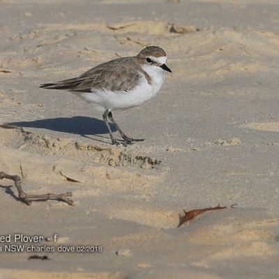 Anarhynchus ruficapillus (Red-capped Plover) at Conjola Bushcare - 13 Feb 2018 by Charles Dove
