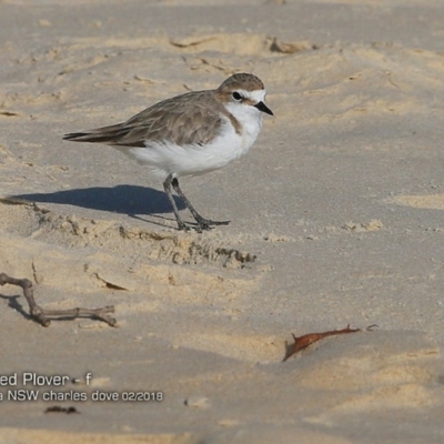 Anarhynchus ruficapillus (Red-capped Plover) at Conjola Bushcare - 14 Feb 2018 by CharlesDove