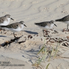 Calidris ruficollis (Red-necked Stint) at Conjola Bushcare - 14 Feb 2018 by CharlesDove