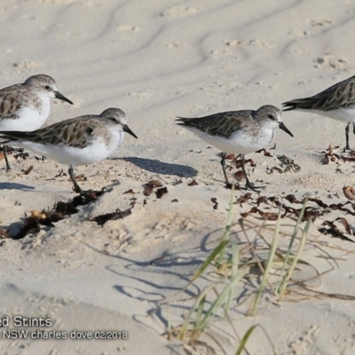 Calidris ruficollis (Red-necked Stint) at Conjola Bushcare - 14 Feb 2018 by CharlesDove