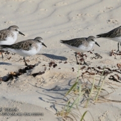Calidris ruficollis (Red-necked Stint) at Conjola Bushcare - 13 Feb 2018 by Charles Dove