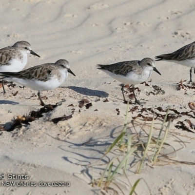 Calidris ruficollis (Red-necked Stint) at Conjola Bushcare - 13 Feb 2018 by Charles Dove