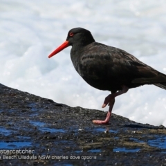 Haematopus fuliginosus (Sooty Oystercatcher) at South Pacific Heathland Reserve - 6 Feb 2018 by Charles Dove