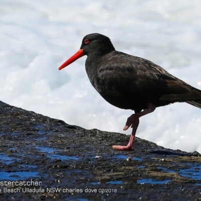 Haematopus fuliginosus (Sooty Oystercatcher) at South Pacific Heathland Reserve - 6 Feb 2018 by Charles Dove