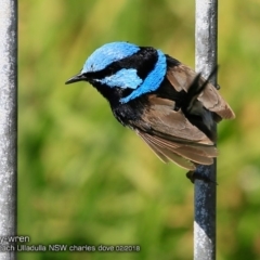 Malurus cyaneus (Superb Fairywren) at Undefined - 14 Feb 2018 by CharlesDove