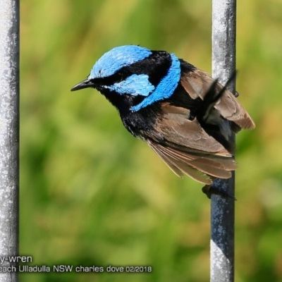 Malurus cyaneus (Superb Fairywren) at Undefined - 14 Feb 2018 by CharlesDove