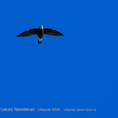 Hirundapus caudacutus (White-throated Needletail) at South Pacific Heathland Reserve - 11 Feb 2018 by CharlesDove