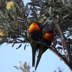 Trichoglossus moluccanus (Rainbow Lorikeet) at Abrahams Bosom Walking Track - 23 Apr 2011 by HarveyPerkins