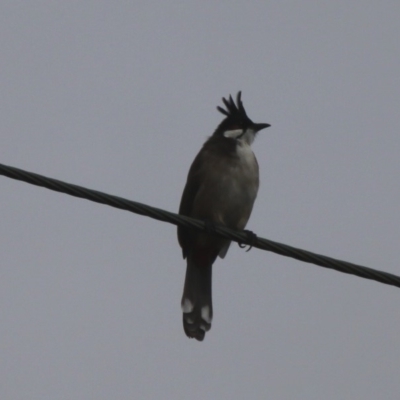 Pycnonotus jocosus (Red-whiskered Bulbul) at Mayfield, NSW - 25 Apr 2011 by HarveyPerkins