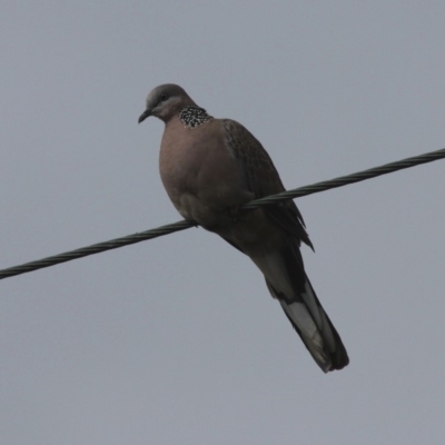 Spilopelia chinensis (Spotted Dove) at Mayfield, NSW - 25 Apr 2011 by HarveyPerkins