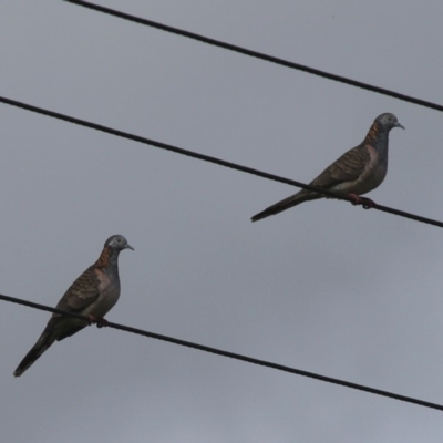 Geopelia humeralis (Bar-shouldered Dove) at Mayfield, NSW - 25 Apr 2011 by HarveyPerkins