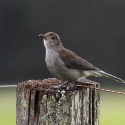 Colluricincla harmonica (Grey Shrikethrush) at Mayfield, NSW - 25 Apr 2011 by HarveyPerkins