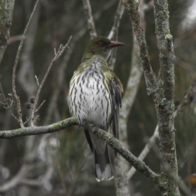 Oriolus sagittatus (Olive-backed Oriole) at Mayfield, NSW - 25 Apr 2011 by HarveyPerkins