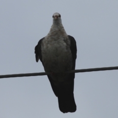 Columba leucomela (White-headed Pigeon) at Mayfield, NSW - 25 Apr 2011 by HarveyPerkins