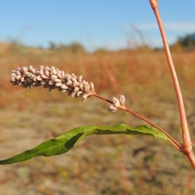 Persicaria lapathifolia (Pale Knotweed) at Paddys River, ACT - 9 Apr 2018 by michaelb
