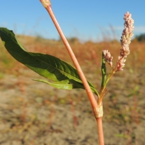 Persicaria lapathifolia at Paddys River, ACT - 9 Apr 2018