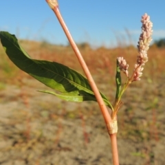 Persicaria lapathifolia at Paddys River, ACT - 9 Apr 2018