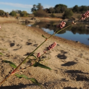 Persicaria decipiens at Paddys River, ACT - 9 Apr 2018