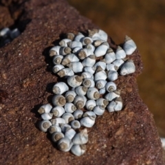 Austrolittorina unifasciata (Blue Australwink) at Jervis Bay Marine Park - 26 Apr 2011 by HarveyPerkins