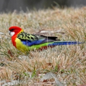 Platycercus eximius at Wanniassa, ACT - 12 May 2018