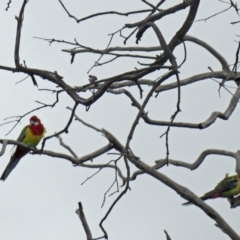 Platycercus eximius at Wanniassa, ACT - 12 May 2018 12:07 PM