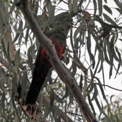 Alisterus scapularis (Australian King-Parrot) at Wanniassa Hills Open Space - 12 May 2018 by RodDeb