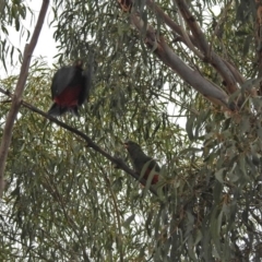 Alisterus scapularis at Wanniassa, ACT - 12 May 2018 12:04 PM