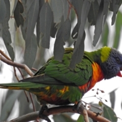 Trichoglossus moluccanus (Rainbow Lorikeet) at Wanniassa Hills Open Space - 12 May 2018 by RodDeb