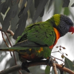 Trichoglossus moluccanus at Wanniassa, ACT - 12 May 2018