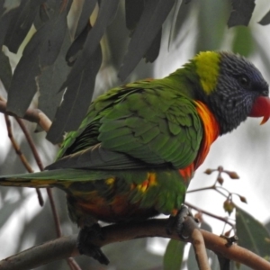 Trichoglossus moluccanus at Wanniassa, ACT - 12 May 2018