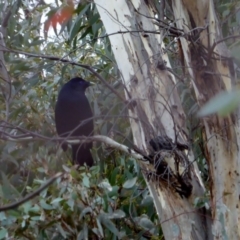 Ptilonorhynchus violaceus (Satin Bowerbird) at Hughes, ACT - 12 May 2018 by JackyF