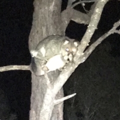 Trichosurus vulpecula (Common Brushtail Possum) at QPRC LGA - 12 May 2018 by yellowboxwoodland