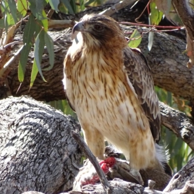 Hieraaetus morphnoides (Little Eagle) at Red Hill, ACT - 11 May 2018 by roymcd