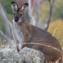 Notamacropus rufogriseus (Red-necked Wallaby) at Garran, ACT - 12 May 2018 by roymcd