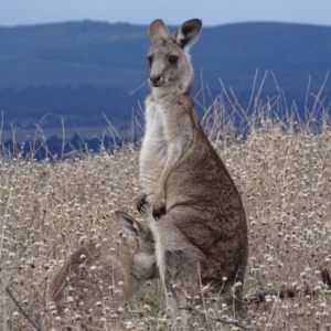 Macropus giganteus at Red Hill, ACT - 12 May 2018