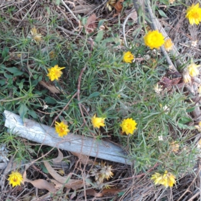 Xerochrysum viscosum (Sticky Everlasting) at Hughes Grassy Woodland - 10 May 2018 by JackyF