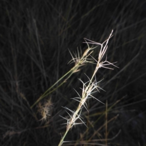 Aristida ramosa at O'Connor, ACT - 6 May 2018 04:29 PM