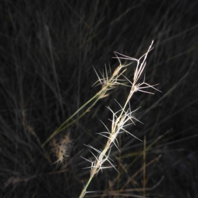 Aristida ramosa (Purple Wire Grass) at Bruce Ridge - 6 May 2018 by JanetRussell