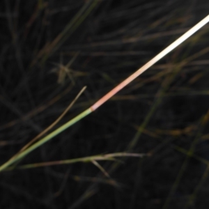 Aristida ramosa at O'Connor, ACT - 6 May 2018 04:29 PM