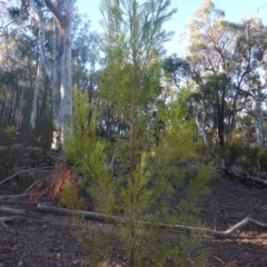 Exocarpos cupressiformis (Cherry Ballart) at Point 5811 - 6 May 2018 by JanetRussell