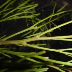 Exocarpos cupressiformis at O'Connor, ACT - 6 May 2018