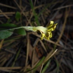 Goodenia hederacea subsp. hederacea (Ivy Goodenia, Forest Goodenia) at Point 5811 - 6 May 2018 by JanetRussell