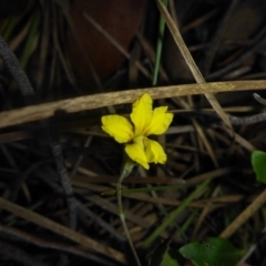 Goodenia hederacea subsp. hederacea at O'Connor, ACT - 6 May 2018