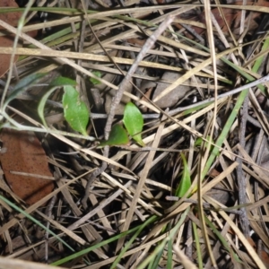 Goodenia hederacea subsp. hederacea at O'Connor, ACT - 6 May 2018 04:44 PM