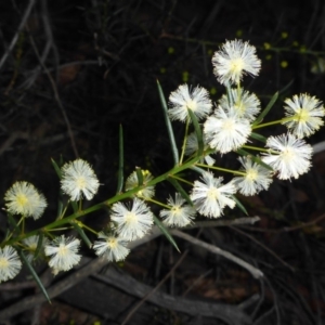 Acacia genistifolia at O'Connor, ACT - 6 May 2018