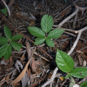 Rubus anglocandicans at O'Connor, ACT - 6 May 2018